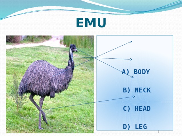 Animals down under 3 класс. Emu Spotlight. Emus перевод с английского. Emus` head and Neck are Red. Перевод.