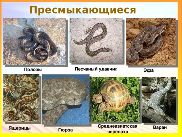 Змеи ящерицы природная зона. Среднеазиатская Гюрза. Природная зона пресмыкающихся. Обитатели полупустынь России пресмыкающиеся. Природная зона пустынь пресмыкающиеся.