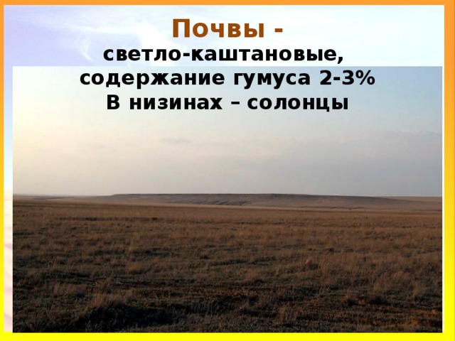 Пустыни природная зона почва. Каштановые почвы природная зона. Каштановые почвы гумус. Светло каштановые почвы Астраханской области.