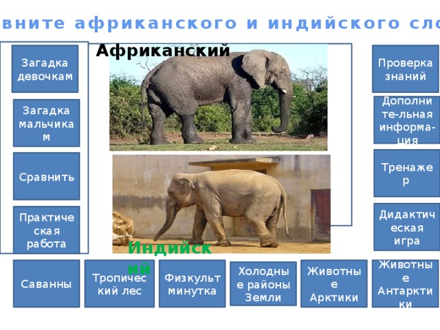 Африканские и индийские слоны 1 класс. Африканские и индийские слоны. Африканский и индийский слон сравнение. Сходство и различие африканского и индийского слона. Сходство африканского и индийского слона.