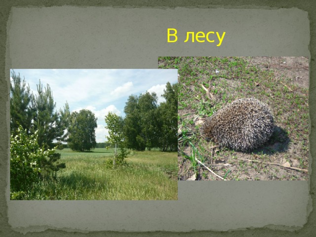  В лесу 
