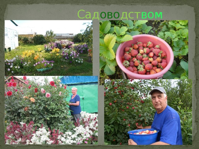  Сад ово дст вом 