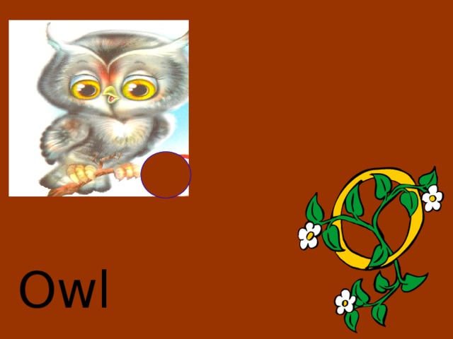 Owl 