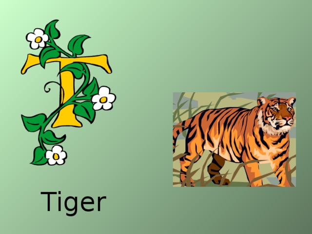 Tiger 