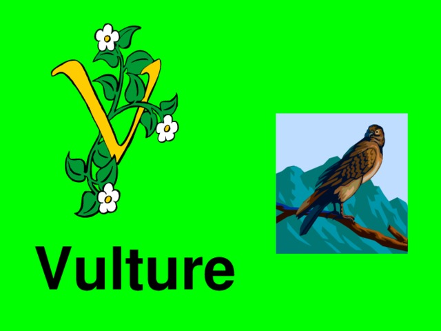 Vulture 