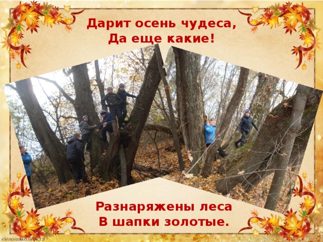 Дарит осень чудеса,  Да еще какие! Разнаряжены леса  В шапки золотые.   