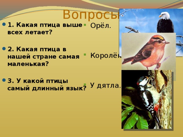 Вопросы Орёл. 1. Какая птица выше всех летает?  Королёк. 2. Какая птица в нашей стране самая маленькая?  3. У какой птицы самый длинный язык? У дятла.