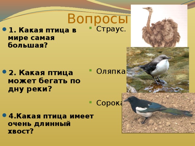 Вопросы Страус. Оляпка. Сорока . 1. Какая птица в мире самая большая?   2. Какая птица может бегать по дну реки?