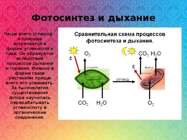 Углекислый газ и кислород сходства и различия. Углерод в растениях. Круговорот фотосинтеза. Цикл углерода в фотосинтезе. Процесс дыхания химия.