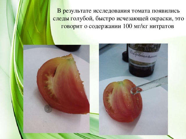 В результате исследования томата появились следы голубой, быстро исчезающей окраски, это говорит о содержании 100 мг/кг нитратов   