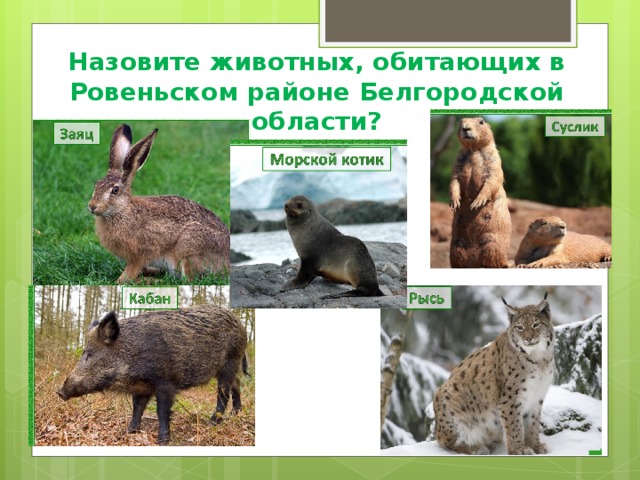 Назовите животных, обитающих в Ровеньском районе Белгородской области?