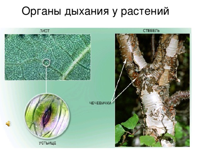 Специальные органы у растений. Дыхание растений чечевички. Устьица и чечевички. Дыхание растений устьица и чечевички. Специальные дыхательные органы у растений.