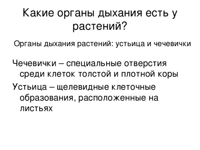 Какие органы дыхания есть у растений? Органы дыхания растений: устьица и чечевички