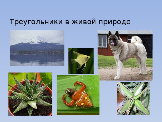   Треугольники в живой природе