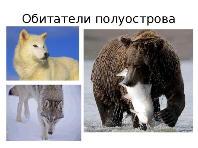 Обитатели полуострова 