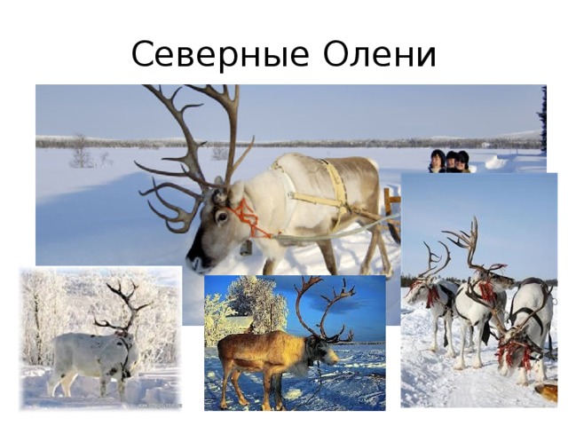 Северные Олени 