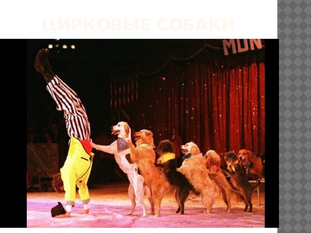 Цирковые собаки 