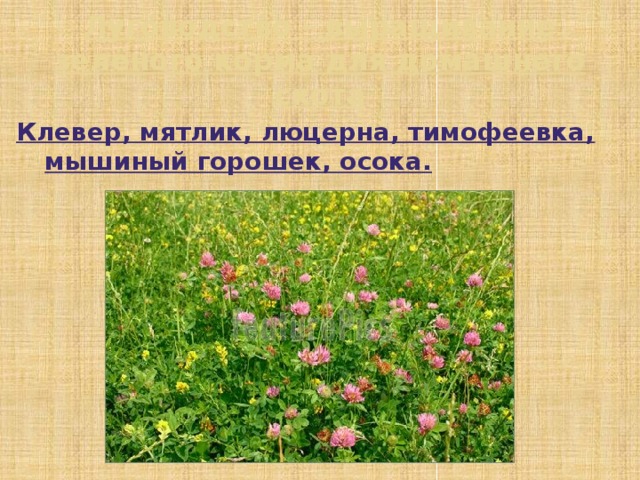 Какие растения выращивают в московской области. Клевер люцерна мятлик. Мятлик-Тимофеевка-Клевер. Мятлик с клевером. Люцерна и Тимофеевка.