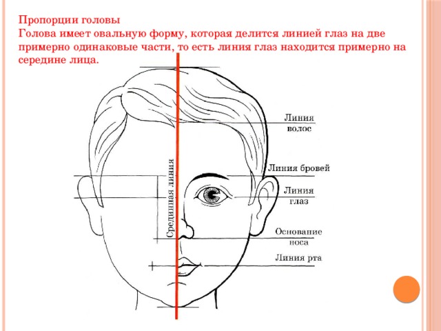 Пропорции головы Голова имеет овальную форму, которая делится линией глаз на две примерно одинаковые части, то есть линия глаз находится примерно на середине лица. 