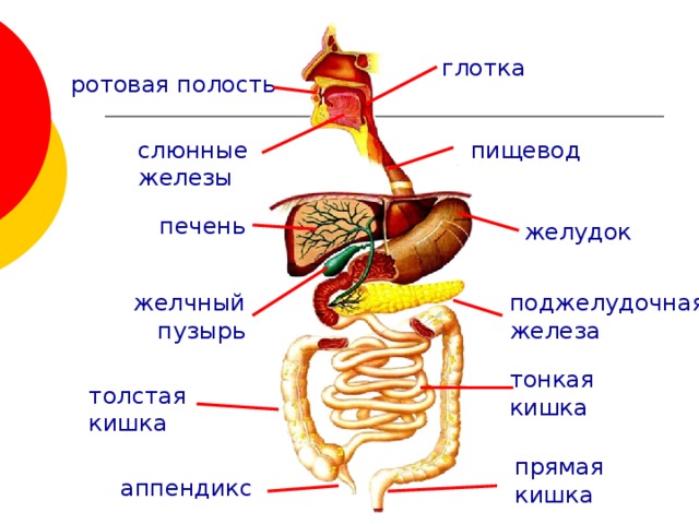 глотка ротовая полость  пищевод cлюнные железы печень желудок поджелудочная железа желчный пузырь тонкая кишка толстая кишка прямая кишка аппендикс 