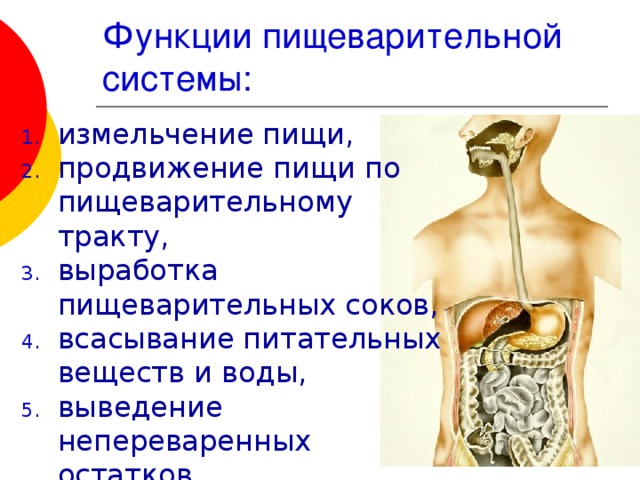 Функции пищеварительной системы: измельчение пищи, продвижение пищи по пищеварительному тракту, выработка пищеварительных соков, всасывание питательных веществ и воды, выведение непереваренных остатков 