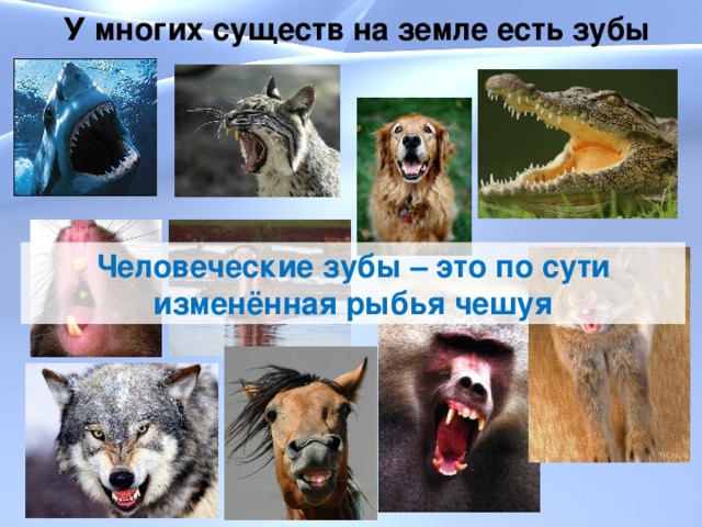  У многих существ на земле есть зубы Человеческие зубы – это по сути изменённая рыбья чешуя 