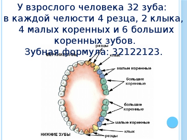 У взрослого человека 32 зуба: в каждой челюсти 4 резца, 2 клыка, 4 малых коренных и 6 больших коренных зубов. Зубная формула: 32122123. 