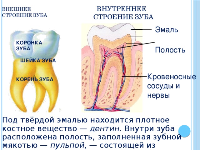 ВНУТРЕННЕЕ СТРОЕНИЕ ЗУБА ВНЕШНЕЕ  СТРОЕНИЕ ЗУБА Эмаль КОРОНКА ЗУБА Полость ШЕЙКА ЗУБА Кровеносные сосуды и нервы КОРЕНЬ ЗУБА Под твёрдой эмалью находится плотное костное вещество — дентин. Внутри зуба расположена полость, заполненная зубной мякотью — пульпой, — состоящей из соединительной ткани, кровеносных сосудов и нервов. 