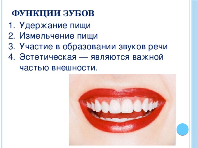 Какую функцию выполняет зуб человека