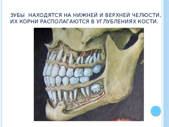Зубы находятся на нижней и верхней челюсти, их корни располагаются в углублениях кости. 