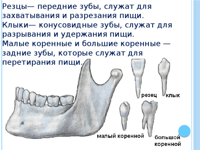 Резцов зубы. Коренные зубы резцы. Резцы клыки и коренные зубы. Резцы клыки малые большие коренные.