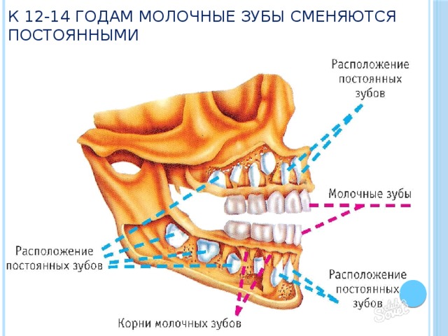 К 12-14 годам молочные зубы сменяются постоянными 