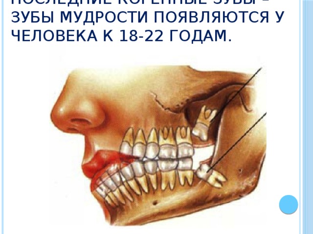 Последние коренные зубы – зубы мудрости появляются у человека к 18-22 годам. 