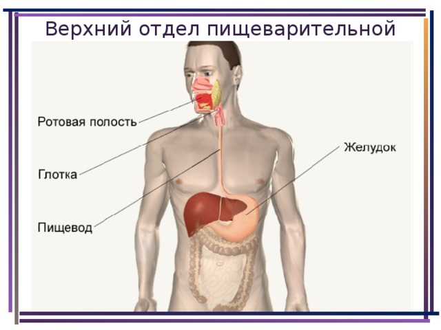 Отделы пищеварительной системы. Верхний отдел пищеварительной системы. Средний отдел пищеварительной системы. Функции переднего отдела пищеварительной системы. Передний отдел пищеварительной системы презентация.