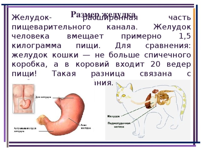 Размер желудка. Строение желудка кошки.