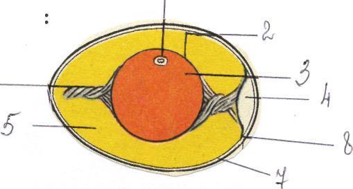 Строение яйца птицы схема