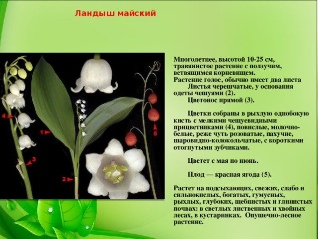 Ландыш майский Многолетнее, высотой 10-25 см, травянистое растение с ползучим, ветвящимся корневищем.  Растение голое, обычно имеет два листа  Листья черешчатые, у основания одеты чешуями (2).  Цветонос прямой (3).    Цветки собраны в рыхлую однобокую кисть с мелкими чещуевидными прицветниками (4), повислые, молочно-белые, реже чуть розоватые, пахучие, шаровидно-колокольчатые, с короткими отогнутыми зубчиками.    Цветет с мая по июнь.    Плод — красная ягода (5).   Растет на подсыхающих, свежих, слабо и сильнокислых, богатых, гумусных, рыхлых, глубоких, щебнистых и глинистых почвах: в светлых лиственных и хвойных лесах, в кустарниках.  Опушечно-лесное растение. 