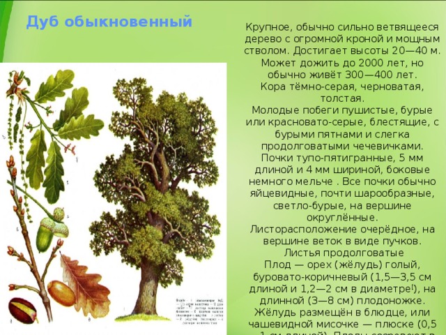 Сколько дубов в мире. Описание дуба. Сообщение о дубе. Дуб краткое описание. Информация о дереве дуб.