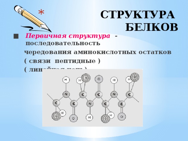  СТРУКТУРА БЕЛКОВ ■ Первичная структура - последовательность  чередования аминокислотных остатков  ( связи пептидные )  ( линейная цепь)   
