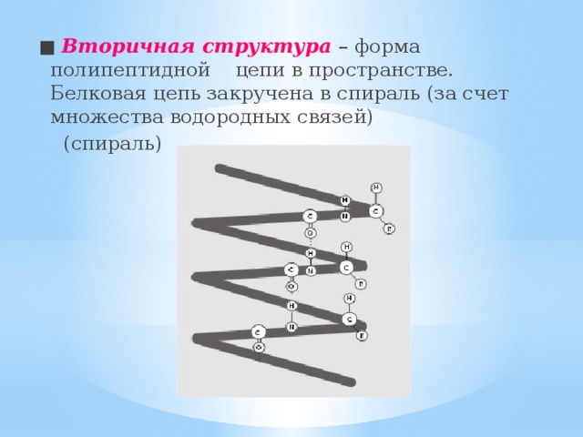■ Вторичная структура  – форма полипептидной цепи в пространстве. Белковая цепь закручена в спираль (за счет множества водородных связей)  (спираль) 