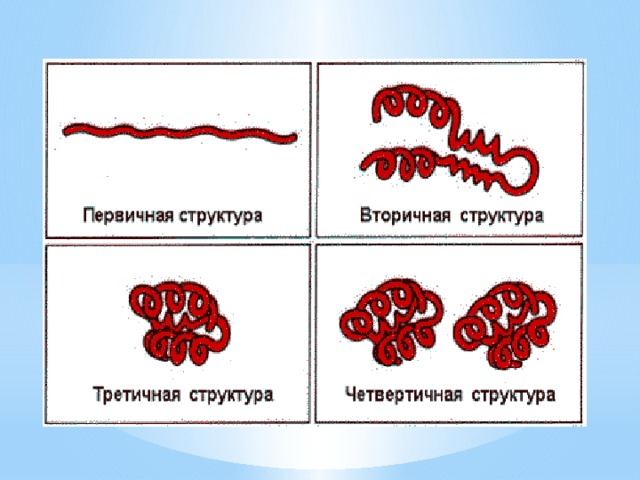 Белки пименов презентация