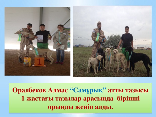 Оралбеков Алмас “Самұрық” атты тазысы 1 жастағы тазылар арасында бірінші орынды жеңіп алды. 