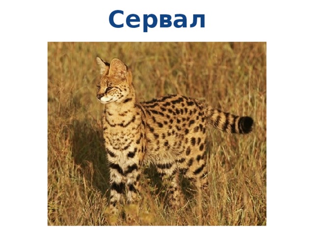 Сервал 