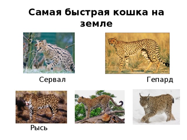 Самая быстрая кошка на земле  Сервал Гепард Ягуар Леопард Рысь 