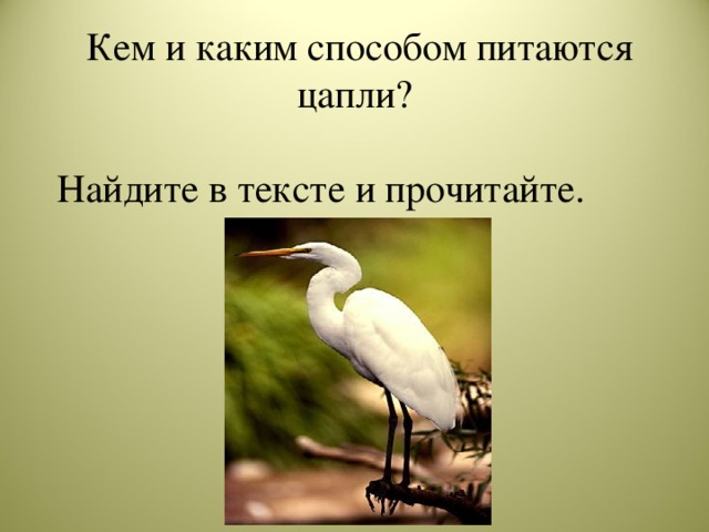 Птицы водоемов и побережий презентация