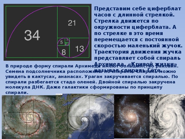 Представим себе циферблат часов с длинной стрелкой. Стрелка движется по окружности циферблата. А по стрелке в это время перемещается с постоянной скоростью маленький жучок. Траектория движения жучка представляет собой спираль Архимеда. «Кривой жизни» называл спираль Гёте. В природе форму спирали Архимеда имеют большинство раковин. Семена подсолнечника расположены по спирали. Спираль можно увидеть в кактусах, ананасах. Ураган закручивается спиралью. По спирали разбегается стадо оленей. Двойной спиралью закручена молекула ДНК. Даже галактики сформированы по принципу спирали. 