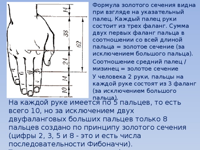 Формула золотого сечения видна при взгляде на указательный палец. Каждый палец руки состоит из трех фаланг. Сумма двух первых фаланг пальца в соотношении со всей длиной пальца = золотое сечение (за исключением большого пальца). Соотношение средний палец / мизинец = золотое сечение У человека 2 руки, пальцы на каждой руке состоят из 3 фаланг (за исключением большого пальца). На каждой руке имеется по 5 пальцев, то есть всего 10, но за исключением двух двуфаланговых больших пальцев только 8 пальцев создано по принципу золотого сечения (цифры 2, 3, 5 и 8 - это и есть числа последовательности Фибоначчи). Также следует отметить тот факт, что у большинства людей расстояние между концами расставленных рук равно росту. 