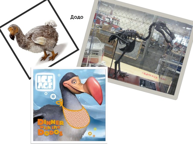 Додо 
