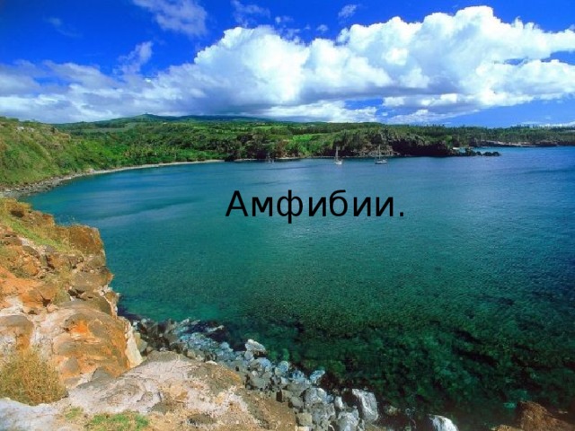 Амфибии. 