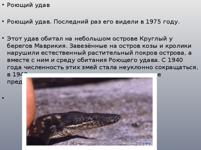 Роющий удав Роющий удав. Последний раз его видели в 1975 году. Этот удав обитал на небольшом острове Круглый у берегов Маврикия. Завезённые на остров козы и кролики нарушили естественный растительный покров острова, а вместе с ним и среду обитания Роющего удава. С 1940 года численность этих змей стала неуклонно сокращаться, в 1949 году уже встречались только отдельные представители. 